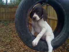 Tidy learning to swing. Peace of My Heart Puppy Training & In-home Boarding 11-22-09 Tidy learning to swing. Peace of My Heart Puppy Training & In-home Boarding 11-22-09